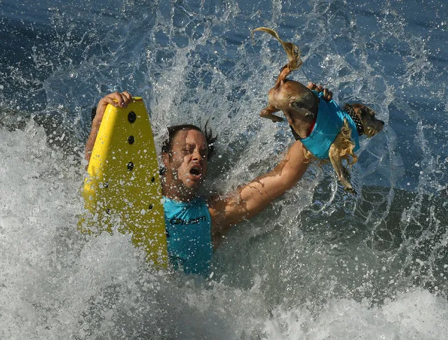 Surf dog Prince Dudeman and owner Ryan Thor get hit by a large wave in the second heat of the Small Dog event during the 9th annual Surf City Surf Dog event at Huntington Beach, California on September 23, 2017. (Photo by Mark Ralston/AFP Photo)