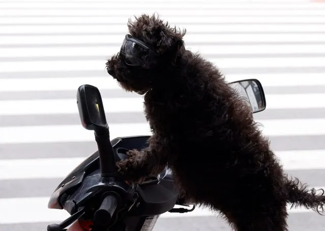 A pet dog sits on a scooter while its owner drives it in Tokyo, Japan on August 29, 2022. (Photo by Kim Kyung-Hoon/Reuters)