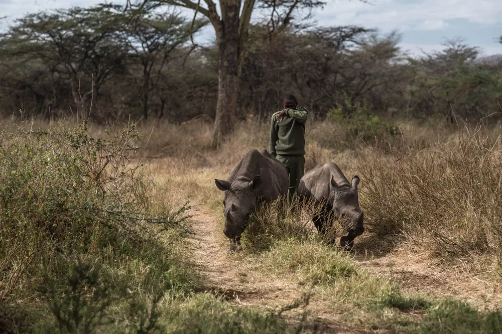 Orphaned Baby Rhinos