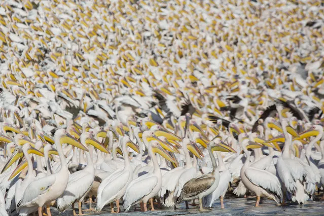Great White Pelicans gather in Mishmar HaSharon reservoir in Hefer Valley, Israel, to catch food, Wednesday, October 18, 2017. Israel’s ministry of agriculture says it will continue funding a pet project to feed thousands of Great White Pelicans who fly annually over the country. (Photo by Ariel Schalit/AP Photo)