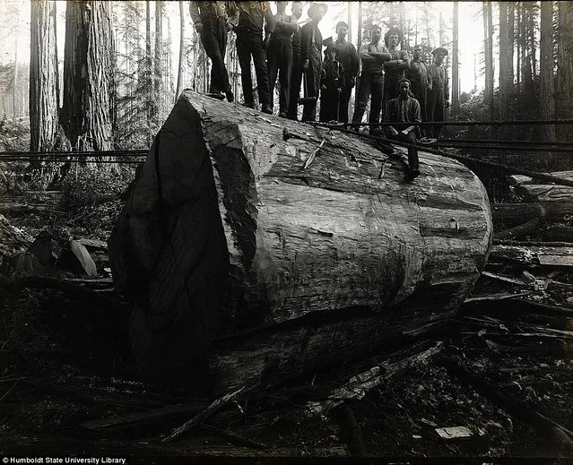 Lumberjacks From California 