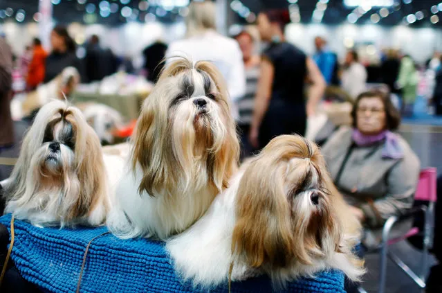Dogs await the competition during the “World Dog Show” in Leipzig, Germany, November 10, 2017. (Photo by Hannibal Hanschke/Reuters)