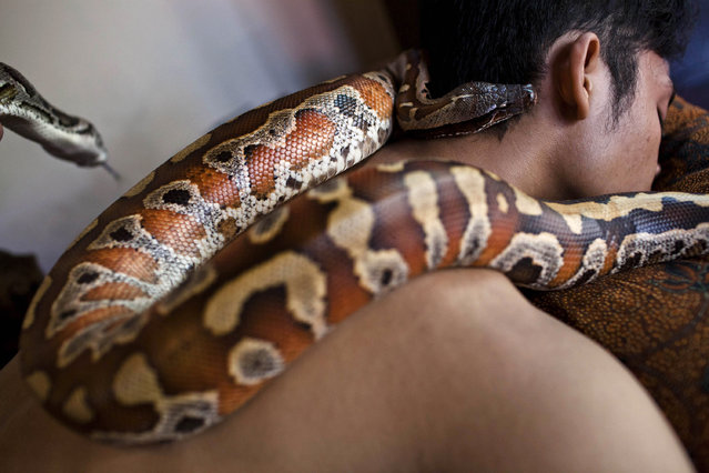 A customers undertakes a massage using pythons at Bali Heritage Reflexology and Spa on October 27, 2013 in Jakarta, Indonesia. The snake spa offers a unique massage treatment which involves having several pythons placed on the customers body. The movement of the snakes and the adrenaline triggered by fear is said to have a positive impact on the customers metabolism. (Photo by Ulet Ifansasti/Getty Images)