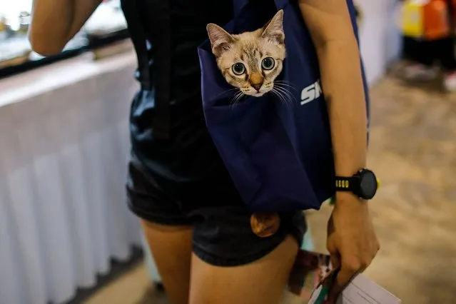 A curious cat ipeeks out of a bag carried by its owner on a tour of the Cat Expo 2022 in Kuala Lumpur, Malaysia, 30 September 2022. The 'Ekspo Kucing', described as Malaysia's Largest Cat Expo runs from 30 September to 02 October 2022 at the Matrade Exhibition and Convention Centre (MECC) in Kuala Lumpur and “will also feature other variety of pets such as rabbits, hamsters, guinea pigs, reptiles and exotic animals”, the MECC said on its website, along with other highlight events such as a Federation Internationale Feline (FIFe) Cat Competition, Cat Adoptions or a “Sugar Glinder Contest”. (Photo by Fazry Ismail/EPA/EFE/Rex Features/Shutterstock)