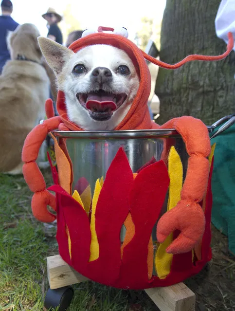 “Sunny”, a chihuahua, is dressed as a lobster in a pot at a Halloween dog costume parade and contest in Long Beach, California, October 28, 2012. (Photo by Robyn Beck/AFP Pfoto)