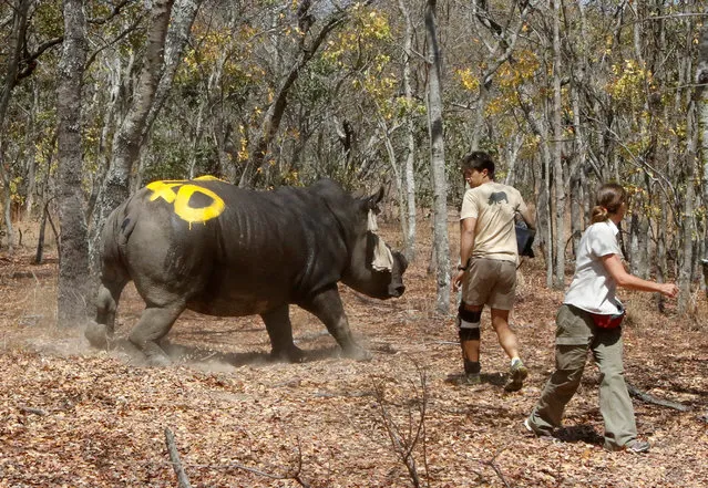 A white female rhino named Kuda is seen after she was dehorned by the Animal and Wildlife Area Research and Rehabilitation (AWARE) at Lake Chivero Recreational Park in Norton, Zimbabwe August 25, 2016. (Photo by Philimon Bulawayo/Reuters)