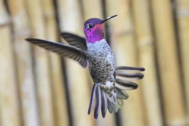 A hummingbird in flight in Pacific Grove, California on October 27, 2022. (Photo by Rory Merry/ZUMA Press Wire/Rex Features/Shutterstock)