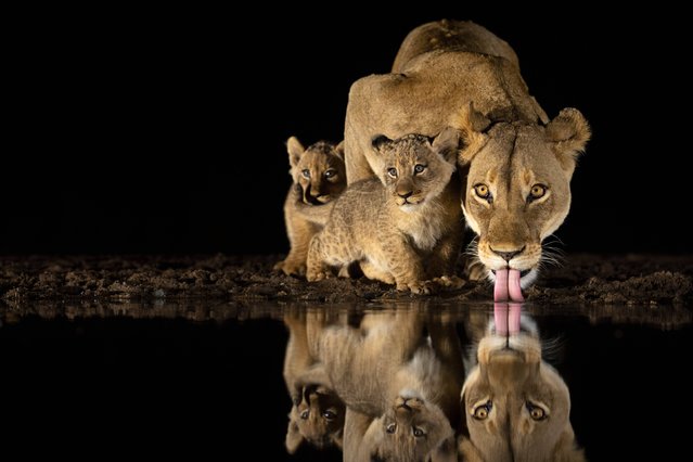 A lioness takes her cubs to the watering hole at the Zimanga private nature reserve in South Africa in December 2021. (Photo by A Photgraph Safari/Anim/SIPA Press/Profimedia)