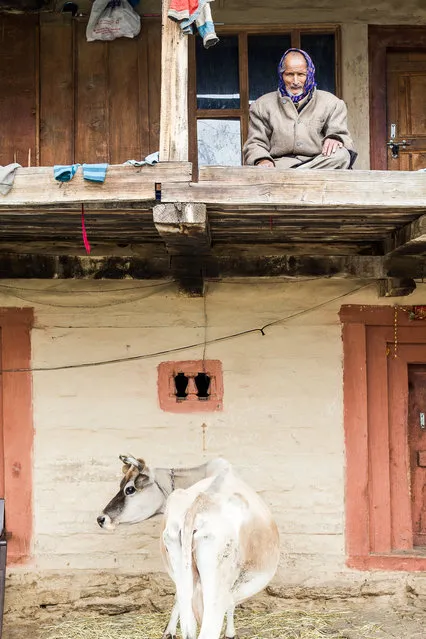 “Mr. X from Burwa”. Mr. X from Burwa (Himachal Pradesh, India) sits proud on the terrace of his house. Underneath is his cow, posing perfectly. Photo location: Burwa, Himachal Pradesh, India. (Photo and caption by Oliver Schranz/National Geographic Photo Contest)