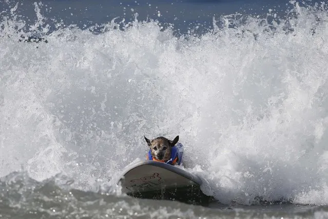 A dog surfs during the Surf City Surf Dog Contest in Huntington Beach, California September 27, 2015. (Photo by Lucy Nicholson/Reuters)