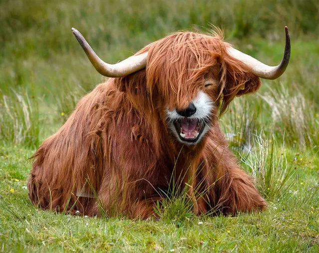 Cross between a  a red panda and a yak. (Photo by Sarah DeRemer/Caters News)