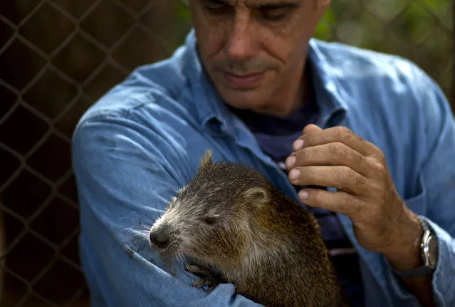 In this  November 17, 2014 photo, Rafael Lopez strokes his pet huitia Pancho, in Bainoa, Cuba. While some huitias can be aggressive, the 50-year-old musician and his wife have found the huitias to be pleasant companions. Lopez, calls the huitia a precious, curious and very intelligent little animal. (Photo by Ramon Espinosa/AP Photo)