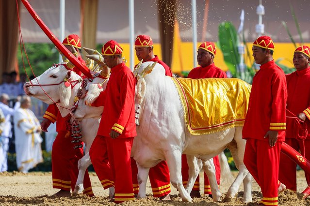 Thai officials dressed in traditional costumes walk with oxen during the annual royal ploughing ceremony in central Bangkok, Thailand, on May 9, 2025. (Photo by Chalinee Thirasupa/Reuters)