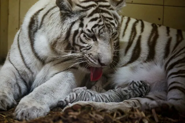 Newborn white Bengal tiger cub is fed by its mother in a private zoo in Borysew near Lodz, Poland September 22, 2016. (Photo by Malgorzata Kujawka/Reuters/Agencja Gazeta)