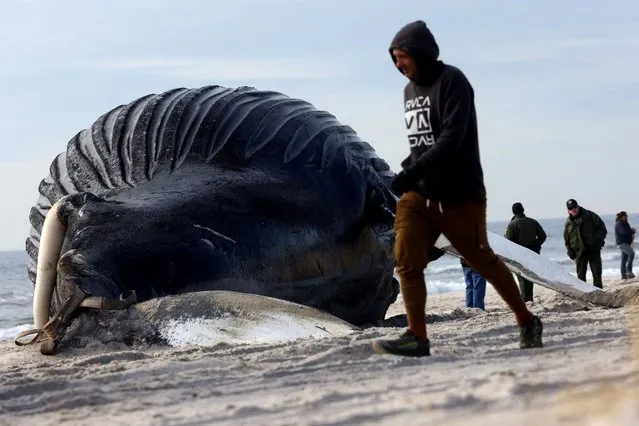 A man walks past a dead male humpback whale that, according to town officials, washed ashore overnight on Long Island's south facing shore in Lido Beach, New York, U.S., January 30, 2023. (Photo by Mike Segar/Reuters)
