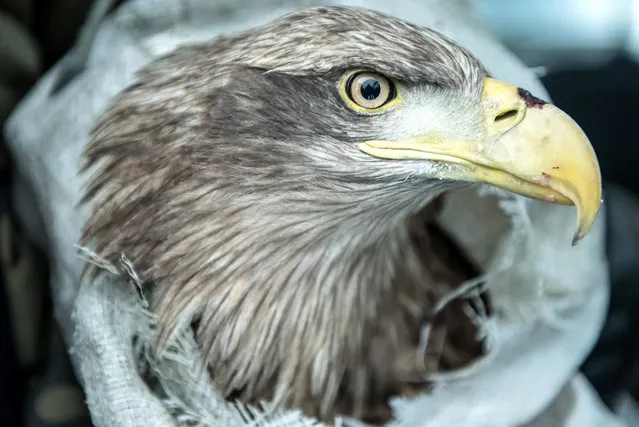 One of the two rescued white-tailed eagles moments before it is released to freedom in Laszczowka, south east Poland, 23 February 2018. The two white-tailed eagles were saved by the foresters from the Tomaszow Forest Inspectorate. It is assumed that they got poisoned with carrion. These birds are under strict protection in Poland. (Photo by Wojciech Pacewicz/EPA/EFE)