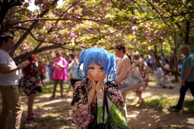 A woman wearing a sweet girl cosplay mask strikes a pose during a flower watching or Hanami event, in the Japanese Garden of Bucharest, Romania, April 13, 2024. (Photo by Andreea Alexandru/AP Photo)