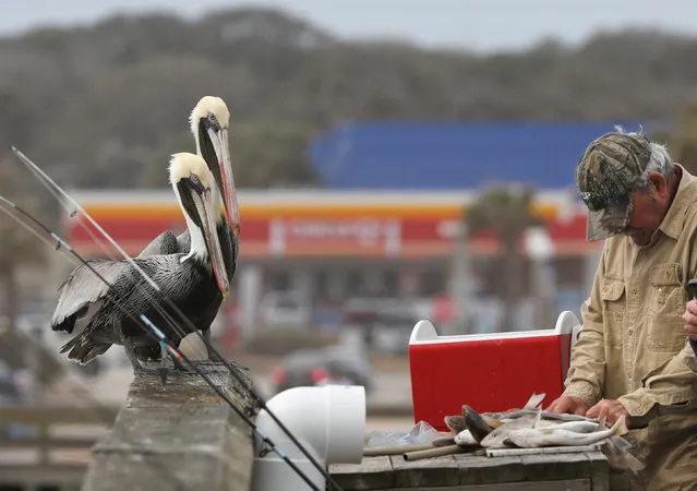 Pelicans keep watchful eyes on a fisherman while he cleans his catch of Whiting at St. Johns County Pier in St. Augustine, Florida, U.S., January 26, 2018. (Photo by Gregg Newton/Reuters)