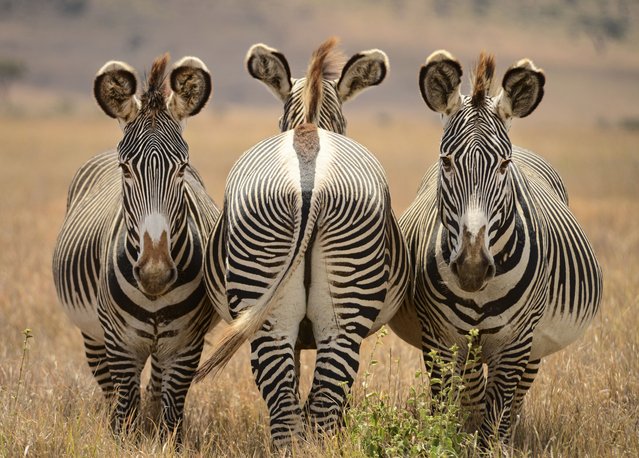 It doesn’t make for the most flattering photoshoot, but there is a reason these zebras at Lewa wildlife conservancy in Kenya in the second decade of August 2025 are stood head to tail: they use their tails to swat flies from each others’ faces. (Photo by Andrew Campbell/Solent News & Photo Agency)