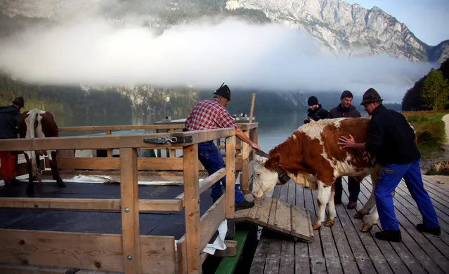 Bavarian farmers load their cows on a boat before they drive over the picturesque Lake Koenigssee, Germany October 1, 2016. (Photo by Michael Dalder/Reuters)