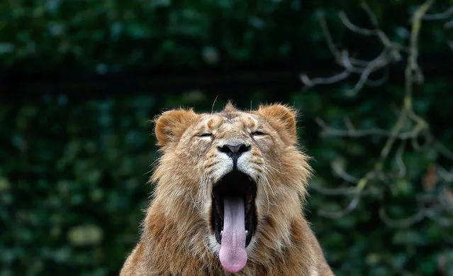 An Asian lion yawns at the Planckendael Zoo in Mechelen, Belgium March 9, 2018. (Photo by Yves Herman/Reuters)