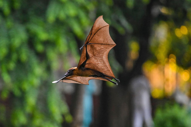 An elegant flying fox, also known as the greater Indian fruit bat, at Ramna Park, in Dhaka, Bangladesh early September 2025. These bats can fly at up to 19mph. (Photo by Zuma Press/Alamy Live News)