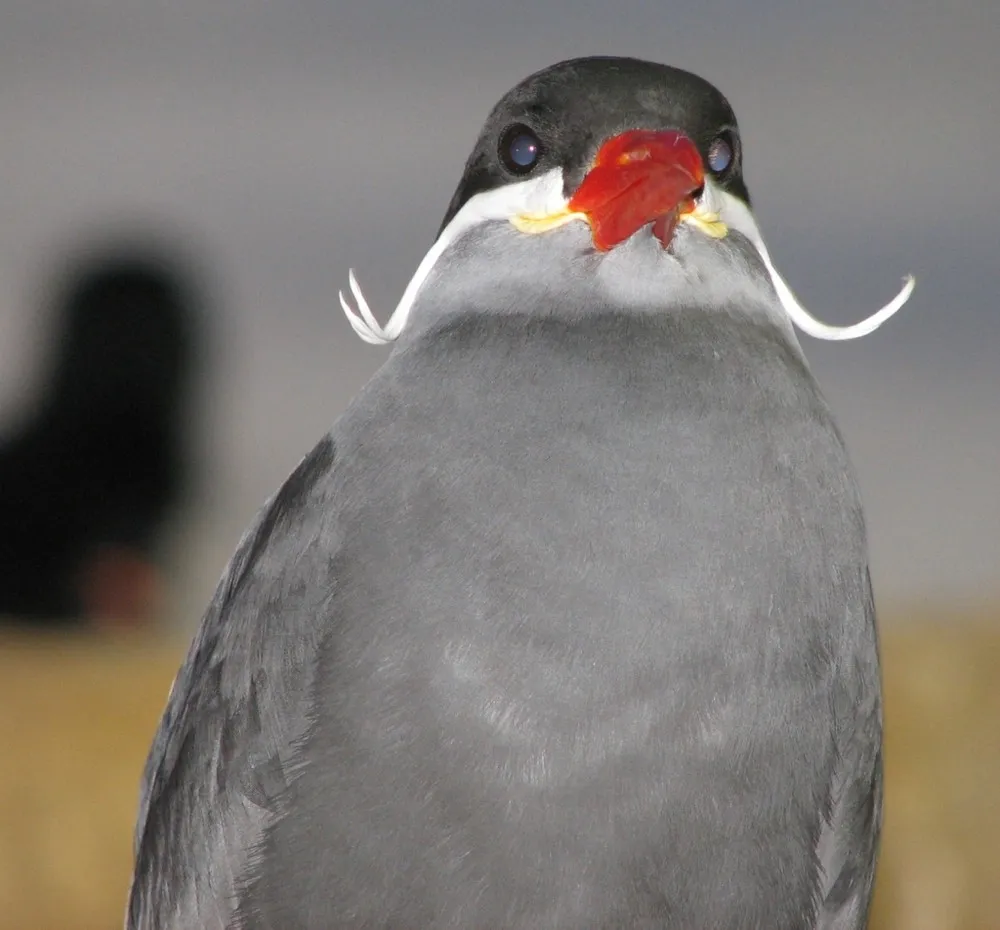 Beard Bird Inca Tern