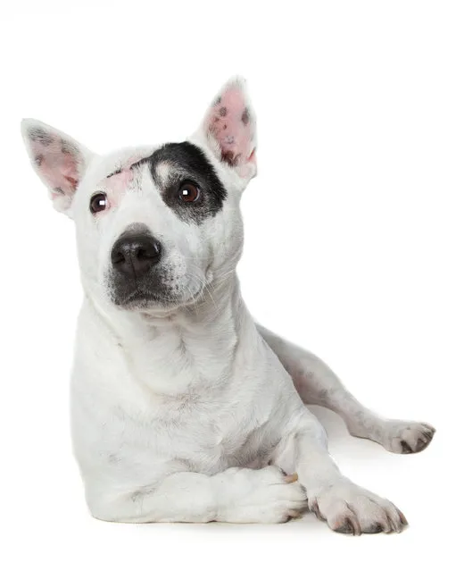 “Bandit”. Bull terrier x jack russell. Victim of cruelty with scars to head. (Photo by Alex Cearns/The Guardian)
