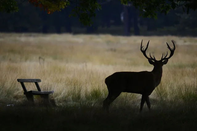 A stag takes shade near a bench under a tree during autumn in Richmond Park, London, Britain October 14, 2016. (Photo by Dylan Martinez/Reuters)