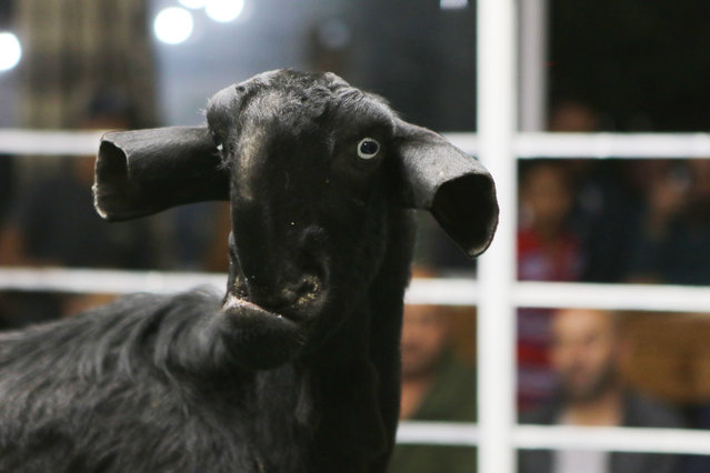 A Goat is displayed on a stage for animal breeders and collectors during a rare levant goat auction and exhibition on April, 27, 2018, in Amman, Jordan. (Photo by Salah Malkawi/Getty Images)