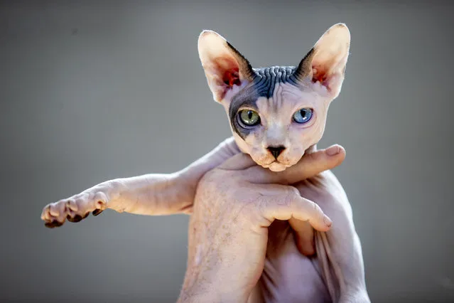 Mose, a Sphynx kitten owned by Sharon Paterson from Armagh at the Dublin Championship Cat Show in Ballinteer, Dublin on Sunday, April 16, 2023. (Photo by Tom Honan/The Irish Times)