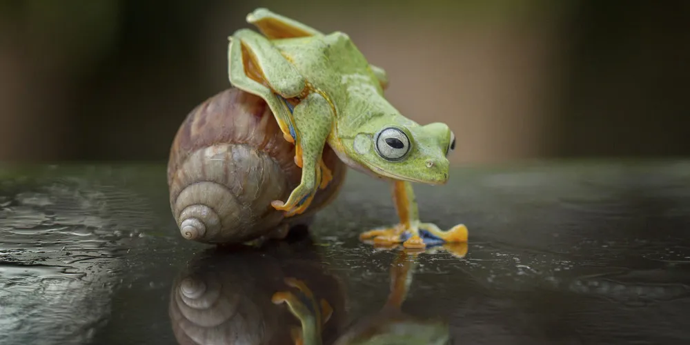 Riding a Snail