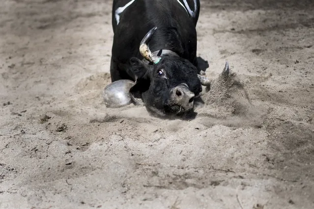 A Herens cow reacts during the annual Herens national cow fighting championships final in Aproz, Switzerland, 06 May 2018. Each year when taken to the alpine pastures, the cows test their strength and fight for the herd's leadership. The competition continues until a new queen has forced all the other cows to retreat. (Photo by Jean-Christophe Bott/EPA/EFE)