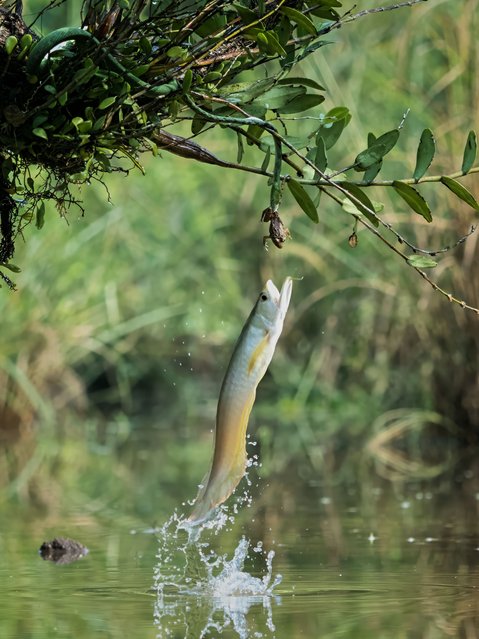 A green vine snake holding a frog in its jaws gets an unexpected challenge for its dinner from an Asian arowana, a freshwater fish, in Bogor, Indonesia in the first decade of November 2025. The snake won. (Photo by Dzulfikri/TwoPointO Media)