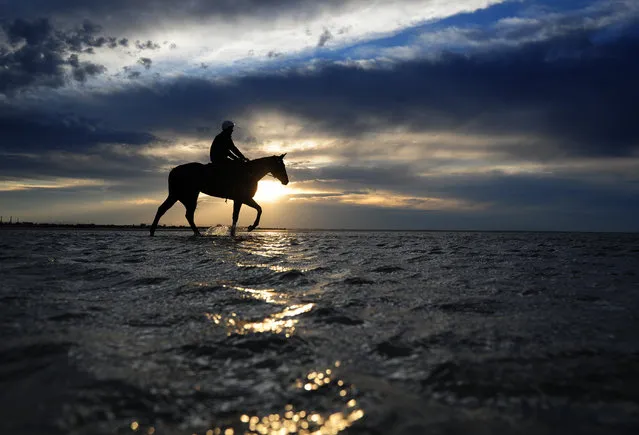 Ben Cadden riding Winx in the shallow waters of Altona beach on October 16, 2016 in Melbourne, Australia. The Chris Waller trained Winx is a short price favourite for Saturdays Cox Plate at Moonee Valley. (Photo by Vince Caligiuri/Getty Images)