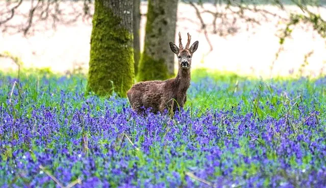 A roe deer walks through a carpet of bluebells in a woodland near Blandford in Dorset on May 1, 2023. (Photo by Steve Hogan/Picture Exclusive)