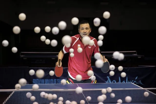 A photograph made available on 31 October 2016 shows Spanish table tennis national team's player He Zhi Wen aka Juanito during an exhibition game in Granada, southeastern Spain, 30 October 2016. Juanito, 54, has announced his retirement after two decades defending the Spanish national colours. Juanito will play his last match with Spain on the upcoming 01 November. (Photo by Miguel Angel Molina/EPA)