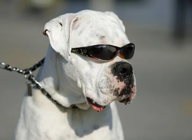 Second Chance, a four-year-old boxer, wears sunglasses due to sensitive eyes as it takes a walk with its owner along the beach in Oceanside, California January 13, 2015. (Photo by Mike Blake/Reuters)