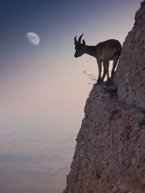 “For a bouquet of flowers”. Photographs made ​​in the last hours of the day. A goat is directed by a dangerous way to eat a small bouquet of flowers. Location: España, Barcelona, Montserrat. (Photo and caption by Renato Lopez Baldo/National Geographic Traveler Photo Contest)