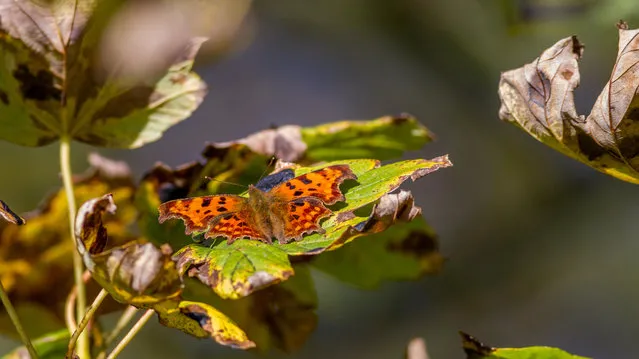 A comma butterfly rests in the autumn sunshine, Burley Woodhead, West Yorkshire, UK. (Photo by Rebecca Cole/Alamy Stock Photo)