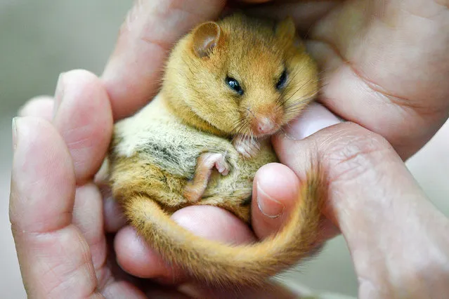 A volunteer checks a rare hazel dormouse as 20 breeding pairs were released into an undisclosed woodland location near Royal Leamington Spa in Warwickshire, UK. (Photo by Ben Birchall/PA Wire)
