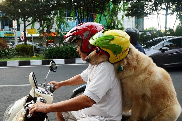 Cool rider Ace on the back on the motorbike, on January 12, 2015, in Surabaya, Indonesia. A pair of dogs enjoy a bit of bark-and-ride – as they weave through Indonesiaís traffic on the back of a motorcycle. Wearing red-framed sunglasses and a helmet the two golden retrievers happily sandwich their owner on the fast bike. (Photo by Jefta Images/Barcroft Media/ABACAPress)