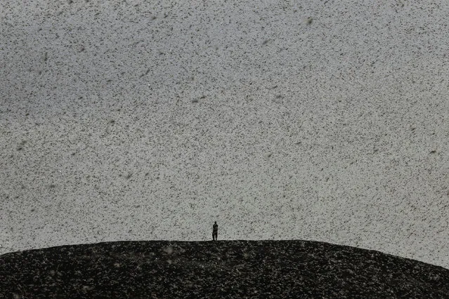 A man engulfed by a swarm of desert locusts, stands on top of a hill near Nanyuki, Kenya, January 30, 2021. (Photo by Baz Ratner/Reuters)