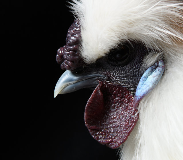A Silkie is seen at the National Poultry Show on November 20, 2016 in Telford, England. (Photo by Leon Neal/Getty Images)