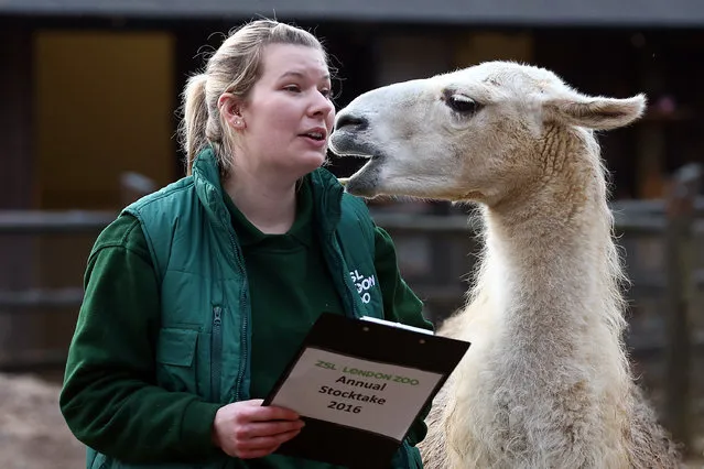 Jessica Jones handles a clipboard as she poses for a photograph with a llama during the annual stocktake of animals at ZSL London Zoo on January 4, 2016 in London, England. (Photo by Carl Court/Getty Images)