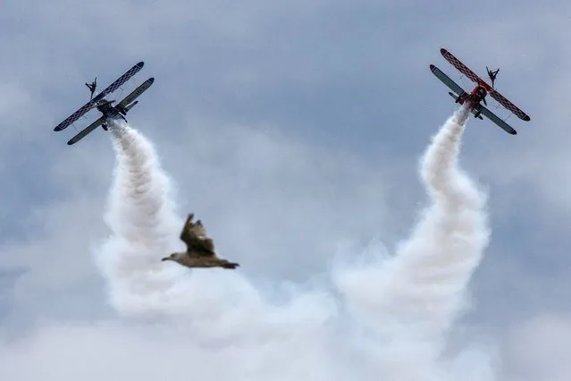A bird flies past as AeroSuperBatics Wingwalkers perform during the annual Bray Air Display over the County Wicklow seaside town of Bray, Ireland on July 30, 2023. (Photo by Clodagh Kilcoyne/Reuters)