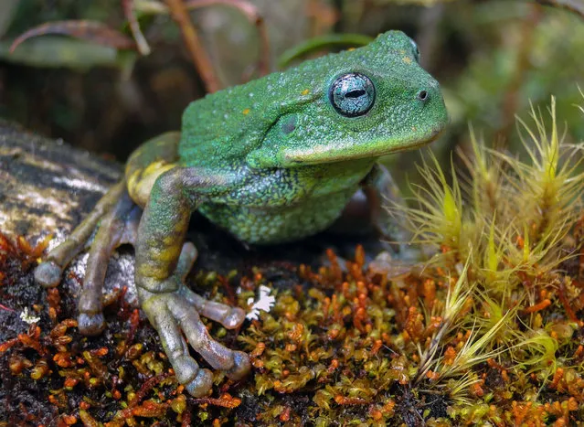 Picture released by the Peruvian National Service of Protected Natural Areas (SERNANP) on April 10, 2021 of a new species of marsupial frog found during a research study developed in the moorland and humid forest of the Cordillera de Colan, in a protected area of the Amazon region between 3,136 and 3,179 meters above sea level, in northeastern Peru. - The new species belongs to the Gastrotheca genus, which are anuran amphibians found in Central and South America, and it presents a thick granular skin on the back, a green dorsal coloration without a pattern, turquoise iris and a belly without spots, specks or points. (Photo by Sernanp/AFP Photo)