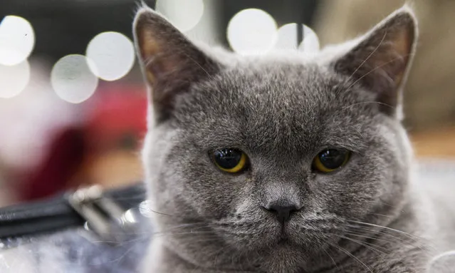 A British shorthair during the Grand Prix Royal Canin cat exhibition in Moscow, Russia on December 4, 2016. The breed is said to have originated from European cats brought to Britain by the Romans. (Photo by Dmitry Serebryakov/TASS)