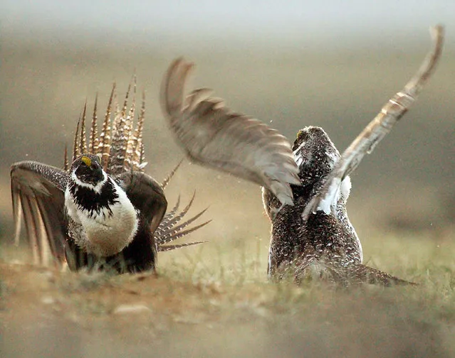 In this May 9, 2008 file photo, male sage grouses fight for the attention of female southwest of Rawlins, Wyo. Montana officials will decide Thursday, January 14, 2016 whether to relocate dozens of sage grouse to Alberta to help restore the struggling bird population in the Canadian province. Several Montana lawmakers oppose the plan. (Photo by Jerret Raffety/Rawlins Daily Times via AP Photo)