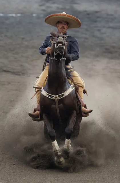 In this March 1, 2015 photo, a charro reins his horse to bring it to a sliding stop from a gallop, during the reining event in which a rider is judged on his horse control skills, including turning and stopping the horse on its hind legs and walking his horse backwards and sideways, during a charreada in Mexico City. (Photo by Rebecca Blackwell/AP Photo)